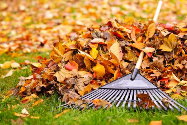 Cost of Leaves Removal in Scranton