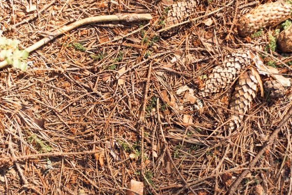 Cost of Pine Needles Removal in Scranton