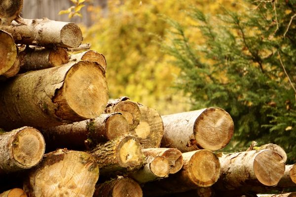 Wood Pile Removal in Scranton
