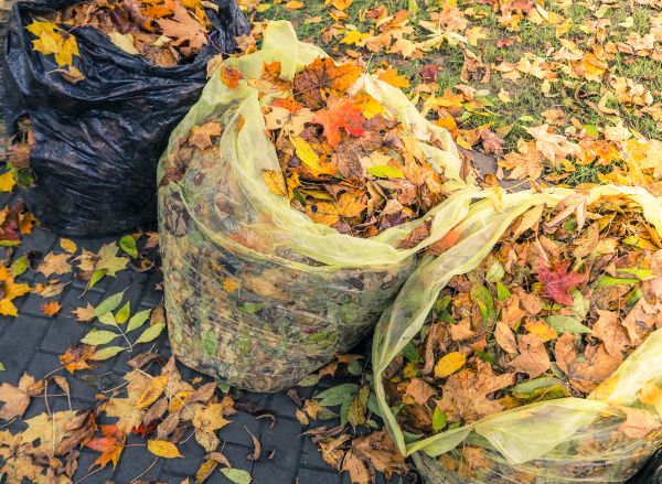 Cost of Yard Cleanup Service in Scranton