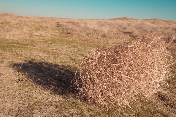 Cost of Tumbleweed Removal in Scranton