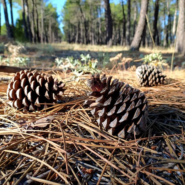 Cost of Pine Cone Removal in Scranton