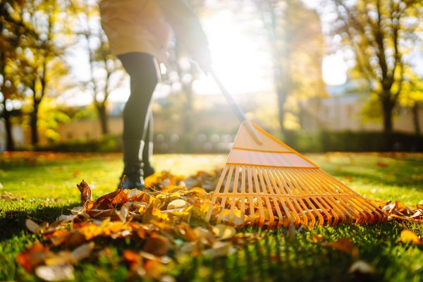 Cost of Leaves Raking in Scranton