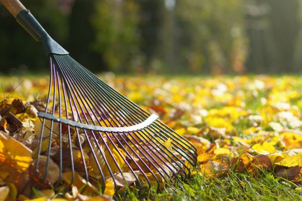 Cost of Leaf Removal in Scranton