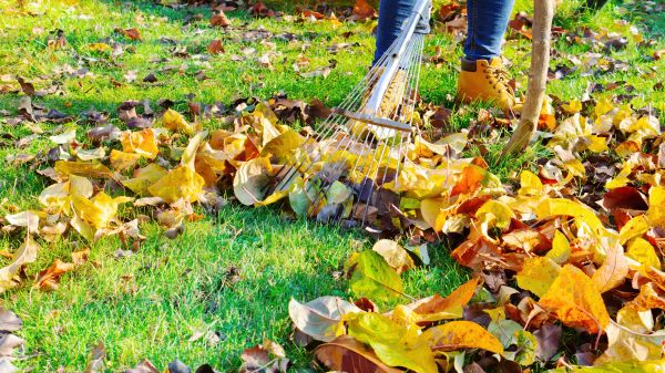 Cost of Lawn Cleanup Service in Scranton