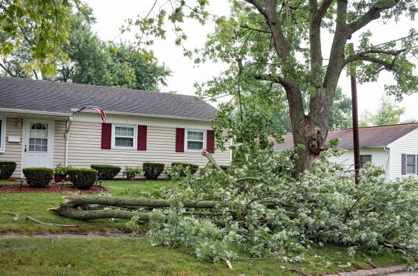 Fallen Branch Removal in Scranton